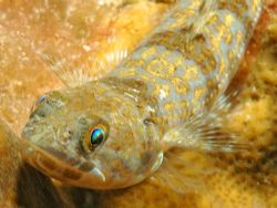 This juvenile lizardfish was only about 5 inches long. Gr... by David Heidemann 